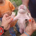 Esperança - PB: Feto de suino nasce com patas idênticas a mão humana no interior da PB