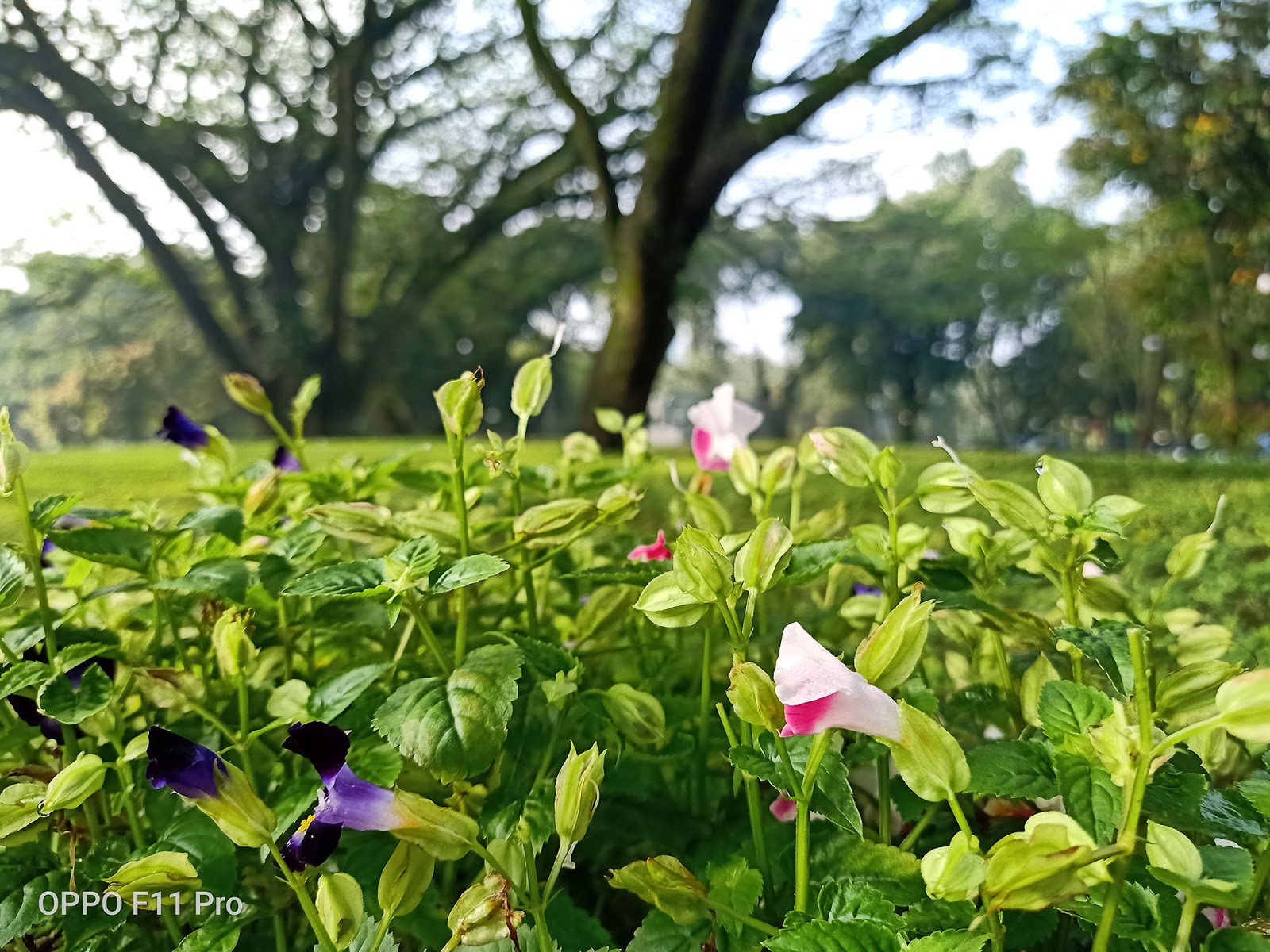 700+ Wallpaper Bunga Untuk Hp Oppo Paling Keren 700+ Wallpaper Bunga Untuk Hp Oppo Paling Keren