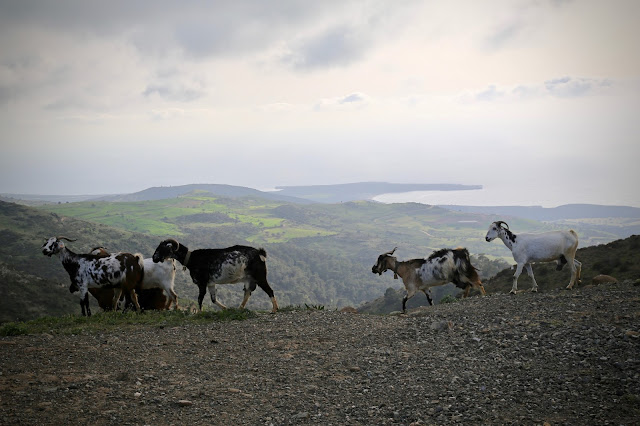 Goats, Cyprus pic: Kerstin Rodgers/msmarmitelover.com