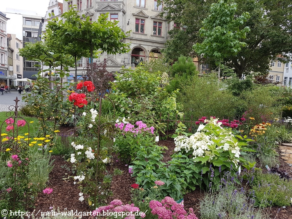 © Mein Waldgarten Phlox, der die Farbe wechselt und ein Garten mitten