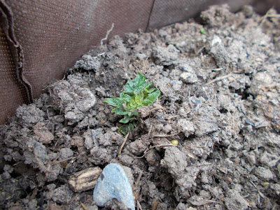 Potato shoots emerging Grow your own April Update 80 Minute Allotment Green Fingered Blog