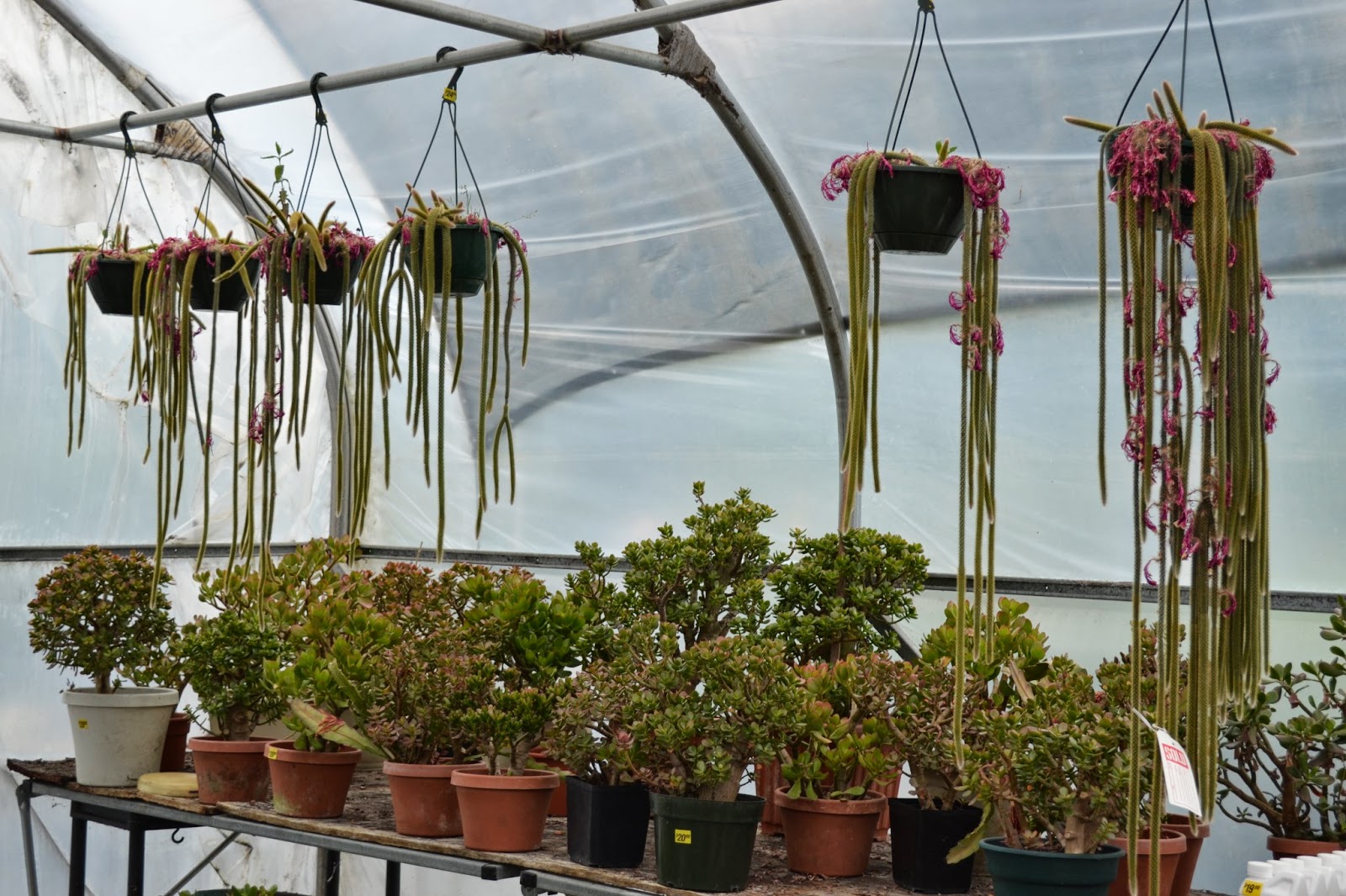 The Outlaw Gardener Vashon Island Part 3; Visiting Kathy's Corner Nursery