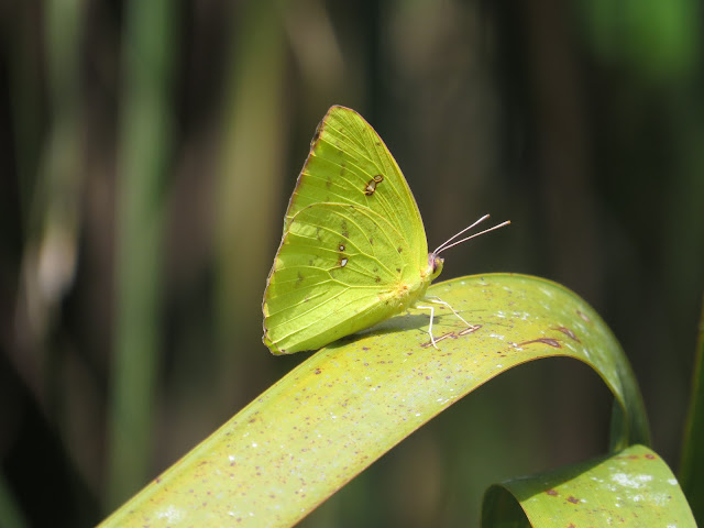 Cloudless Sulphur - Felts Audubon Reserve, Florida Cloudless Sulphur - Felts Audubon Reserve, Florida