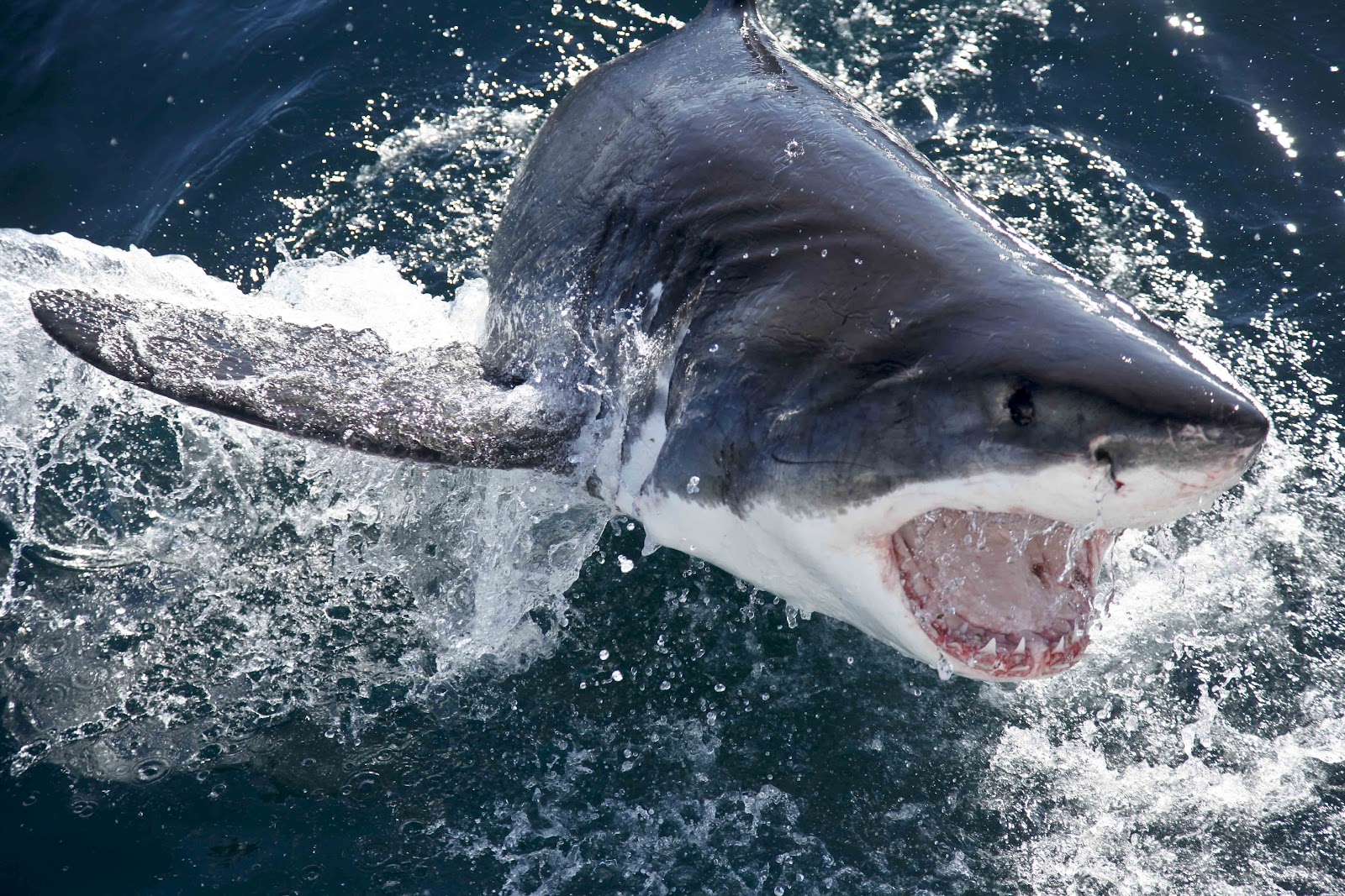 Включи акулы есть. Карибское море акулы. Акула акула мако. Большая белая акула.