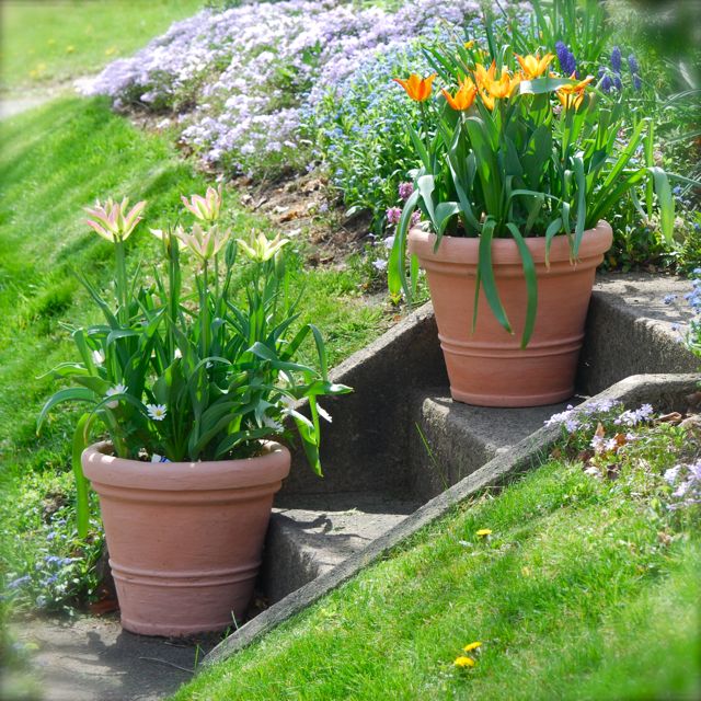 Tulip 'Ballerina' on the right and Tulip 'Virichic' on the left with a few white Anemone blanda peeking out of both. Tulip 'Ballerina' on the right and Tulip 'Virichic' on the left with a few white Anemone blanda peeking out of both.