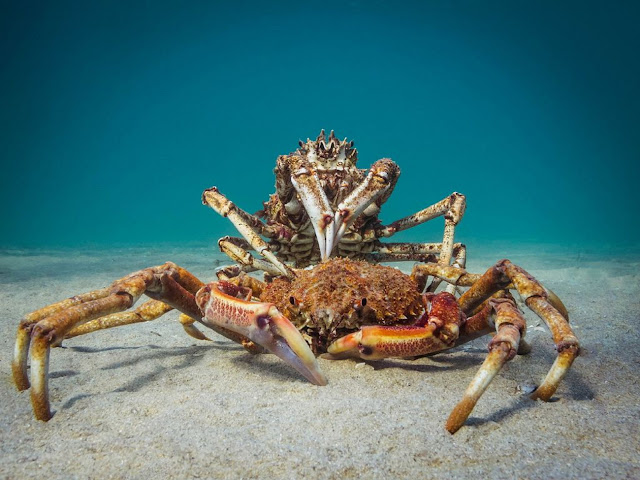 13. Краб в Виктории, Австралия. (Фото P.T. Hirschfield | The Ocean Art 2018 Underwater Photography Competition)