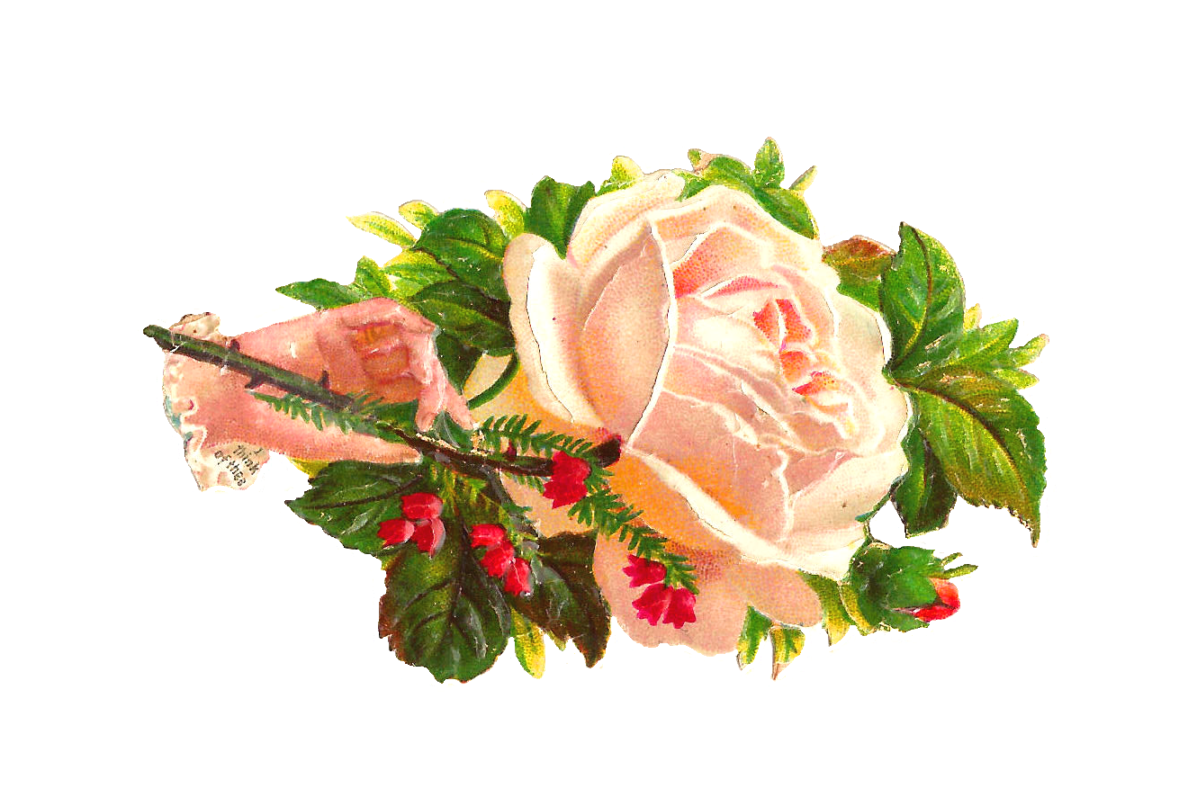 clip art white rose bud - photo #34