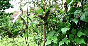 Gartentipps: Blaue Bohnen werden beim Kochen grün