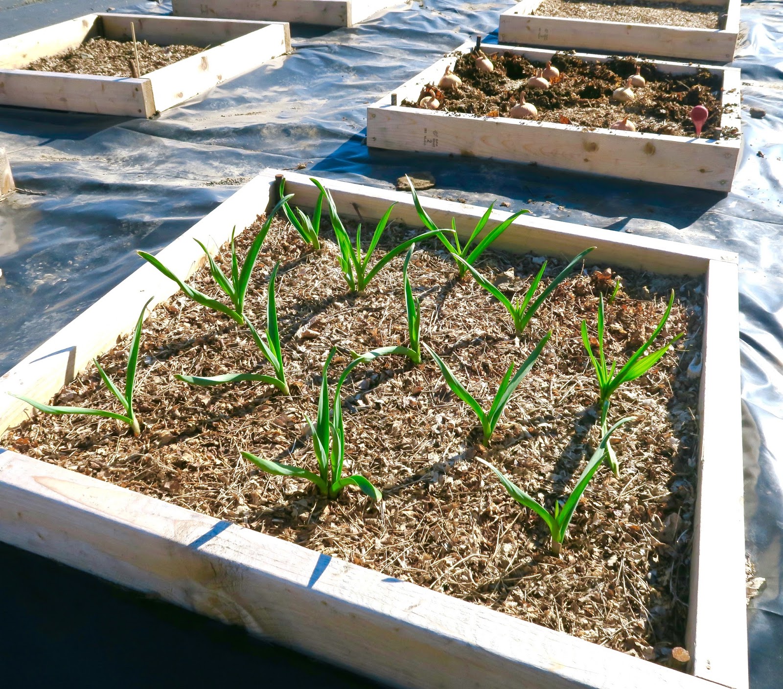 Minibed Gardening PlantingPotato Onions In Minibeds
