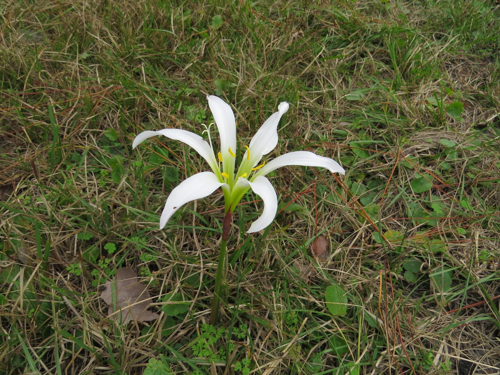 Around the Bend A Florida White Lily Trifecta