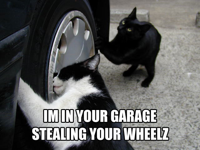 im-in-your-garage-wheels-cat-cats-kitten-kitty-pic-picture-funny-lolcat-cute-fun-lovely-photo-images.jpg