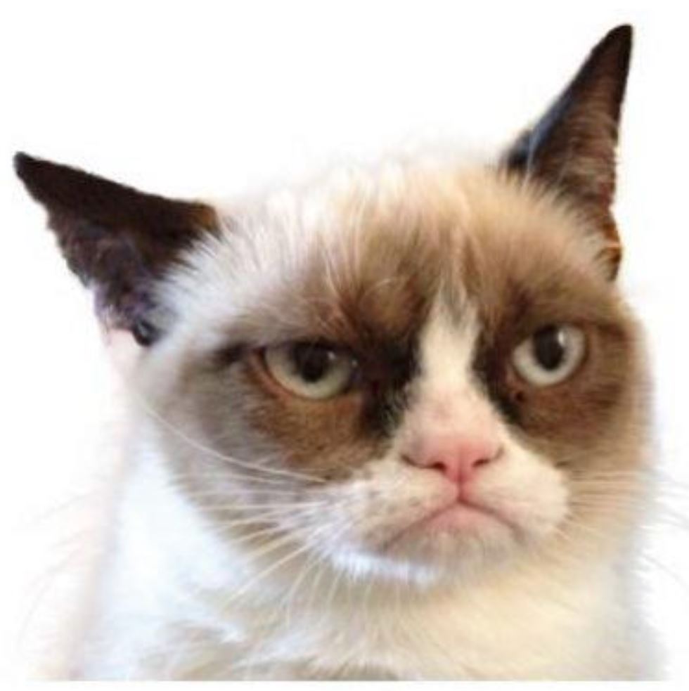 The TTABlog ® : TTAB Finds Photo of Grumpy Cat Merely Descriptive of