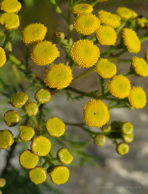 Wrotycz pospolity (Tanacetum vulgare L.)