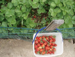 Sequoia Strawberries on 08 May 2011