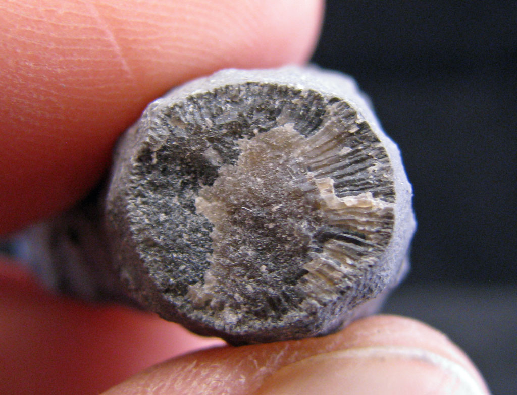 Views of the Mahantango: Atactotoechus fruticosus bryozoan from the ...