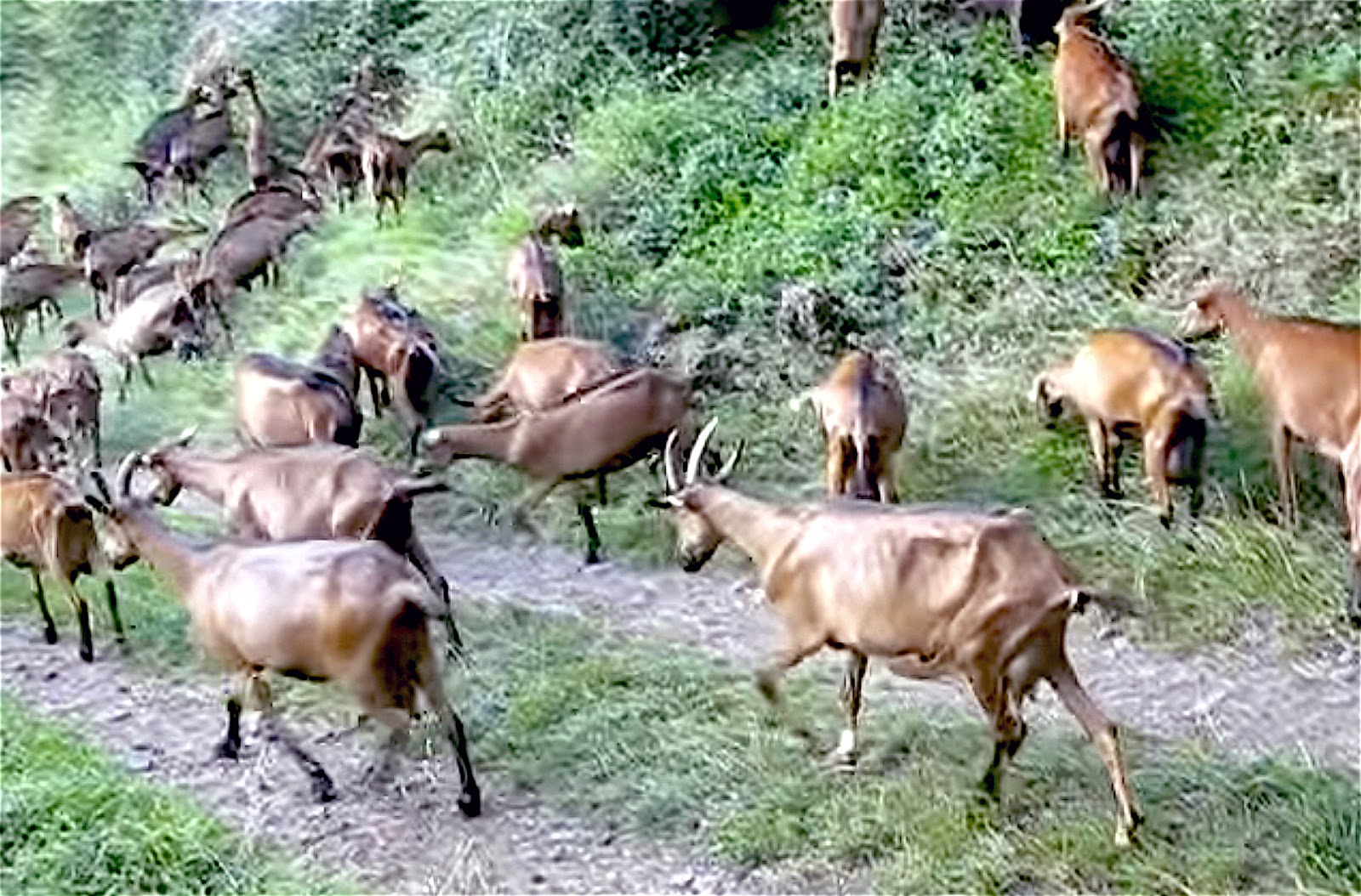 Columbia The Gem: Goats Eating Boats?