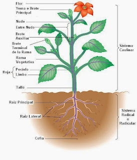 Resultado de imagen de partes de la planta de