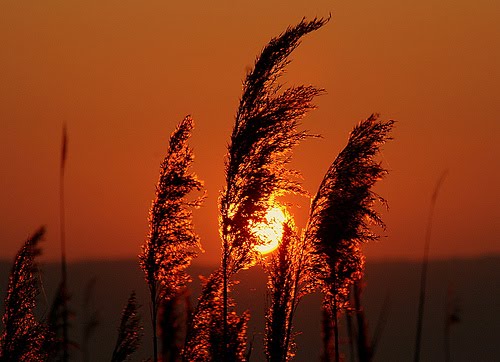 ilalang yang tertiup saat senja