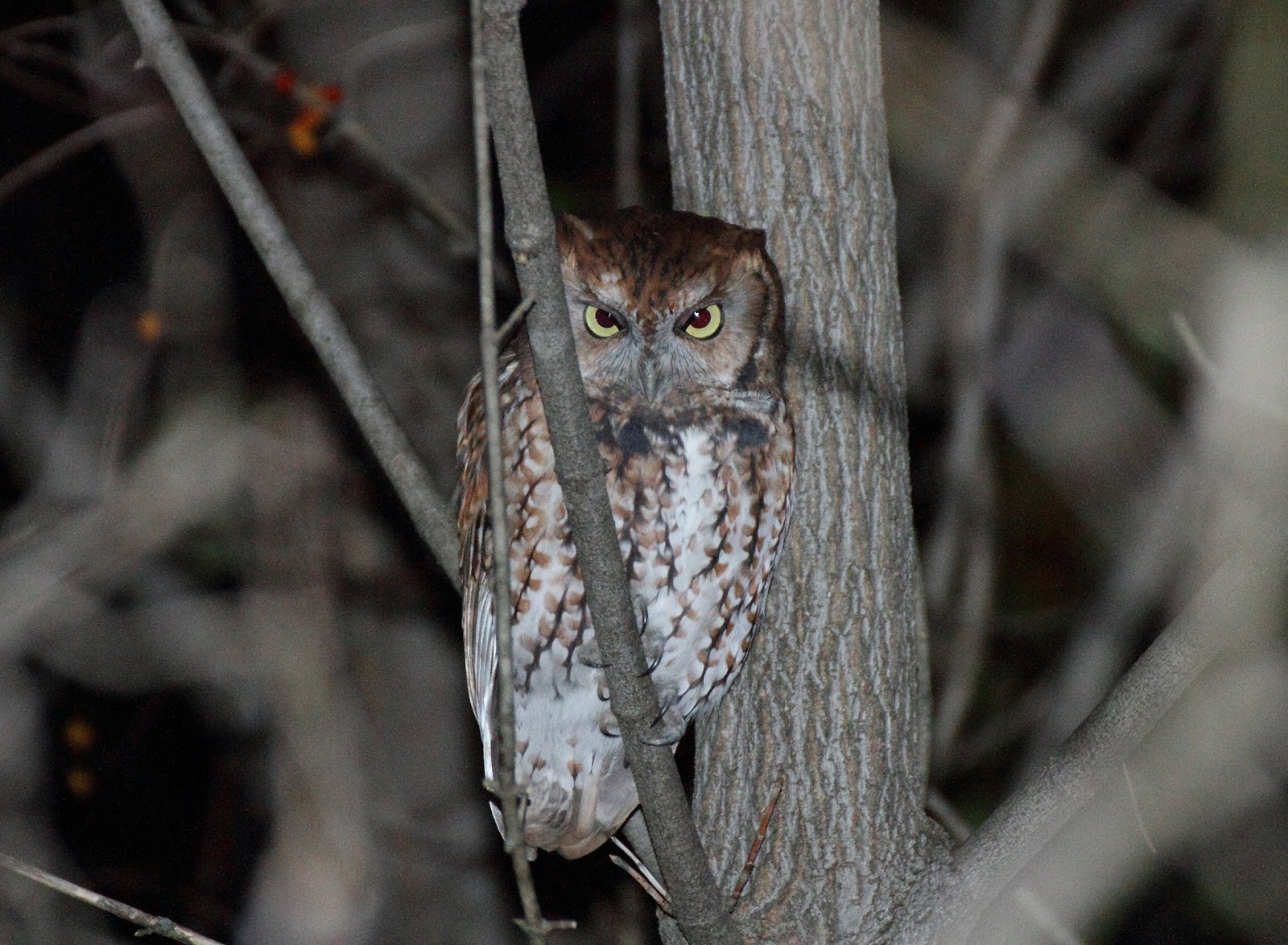 Pioneer Birding MA Eastern ScreechOwl in Gill