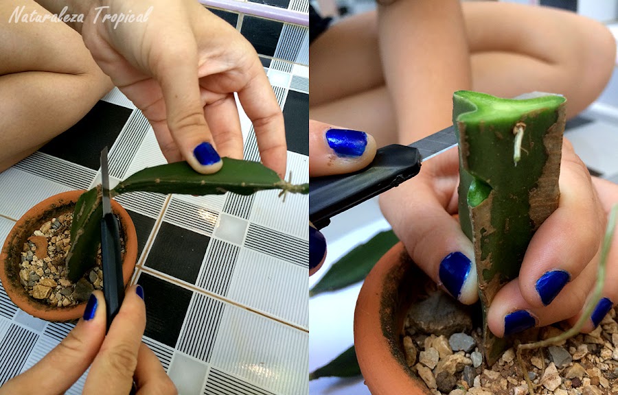 Cortes que se le realiza a la pitahaya