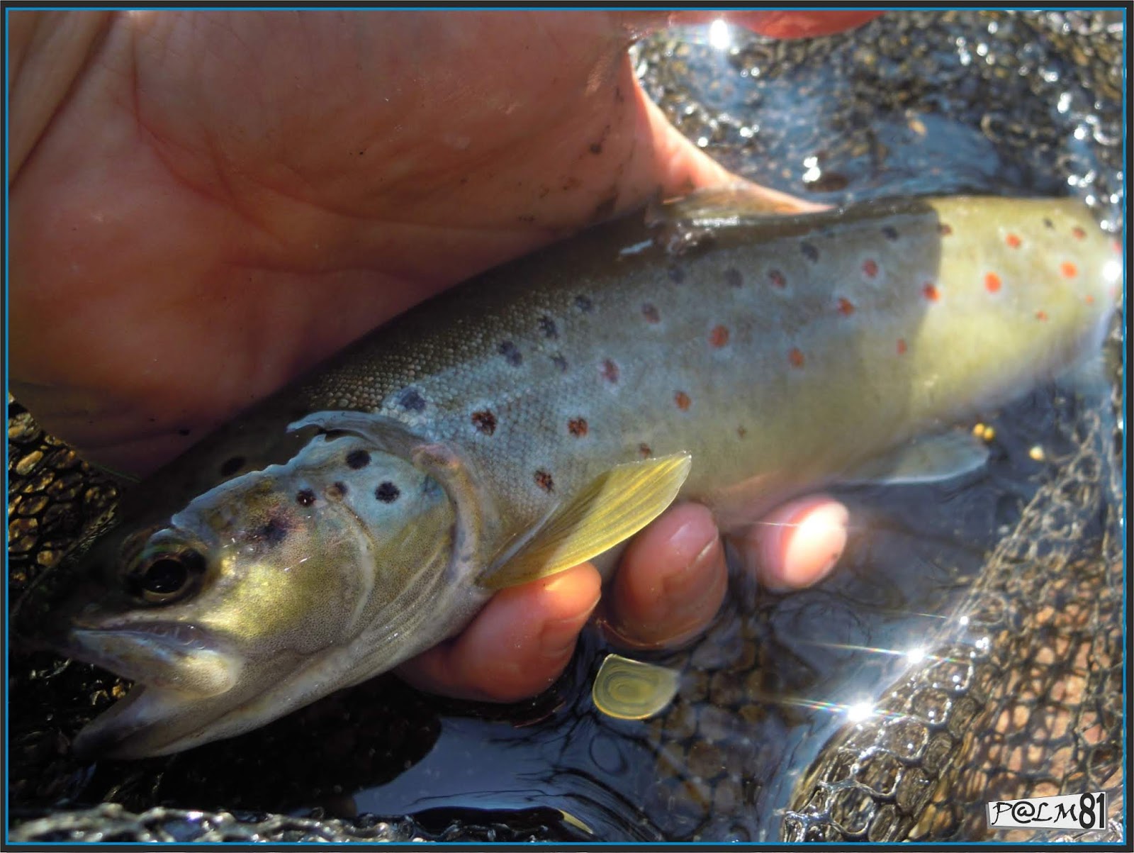 peche truite 81