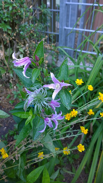 Staudenclematis (c) by Joachim Wenk Staudenclematis (c) by Joachim Wenk