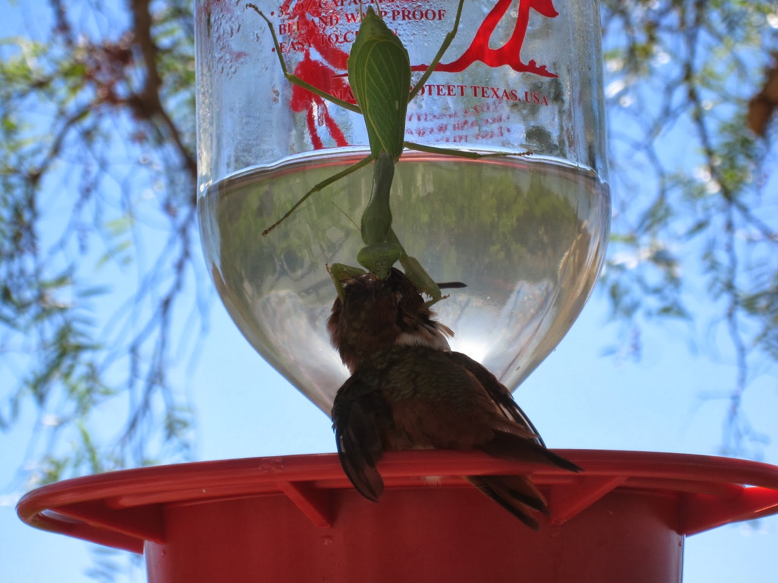 The Backyard Birder Praying mantis can be a threat to hummingbirds