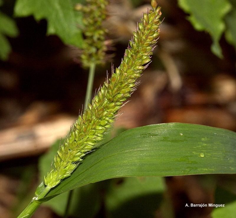Naturaleza Viva: Setaria verticillata (L.) P .Beauv. Fam: Poaceae