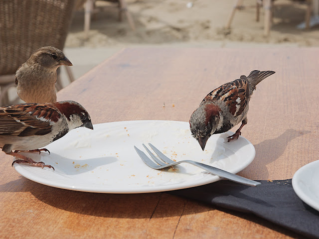 Haussperling sucht Kuchenkrümel Haussperling sucht Kuchenkrümel