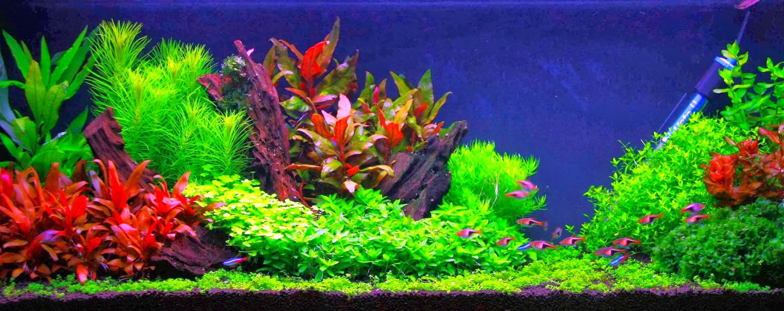 Aqua Club Les plantes