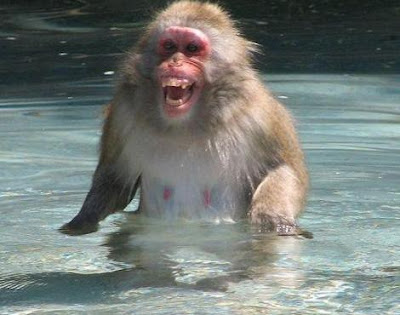 Animals Unique: Japanese Macaque