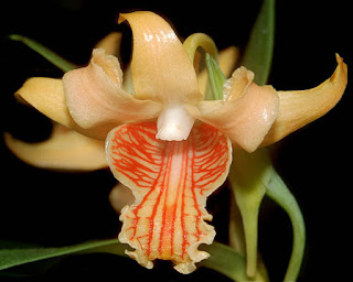 Lan Hoàng thảo vàng xoăn - Dendrobium ochraceum de Wild.
