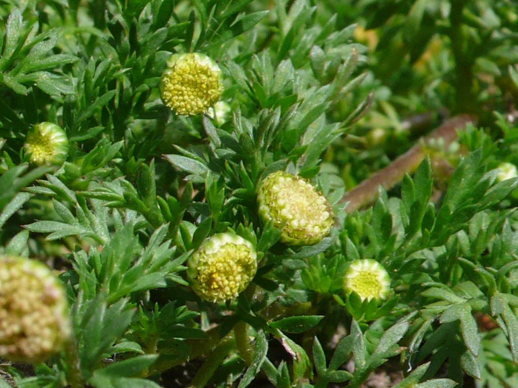 てっちゃんの自然観察記 マメカミツレ（Cotula australis）