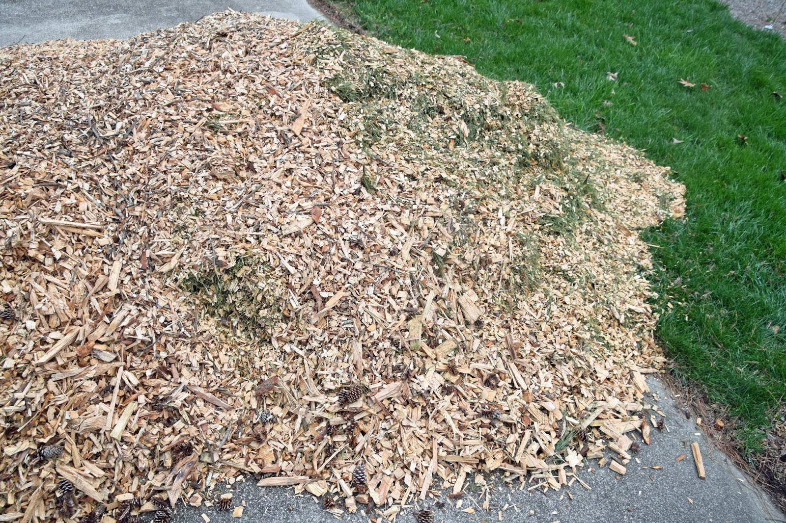 Southern Peony 2020 Free Mulch for My Peony Beds!