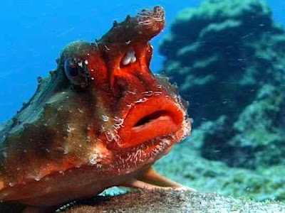 animals with weird faces, animals with crazy faces, red-lipped bat fish