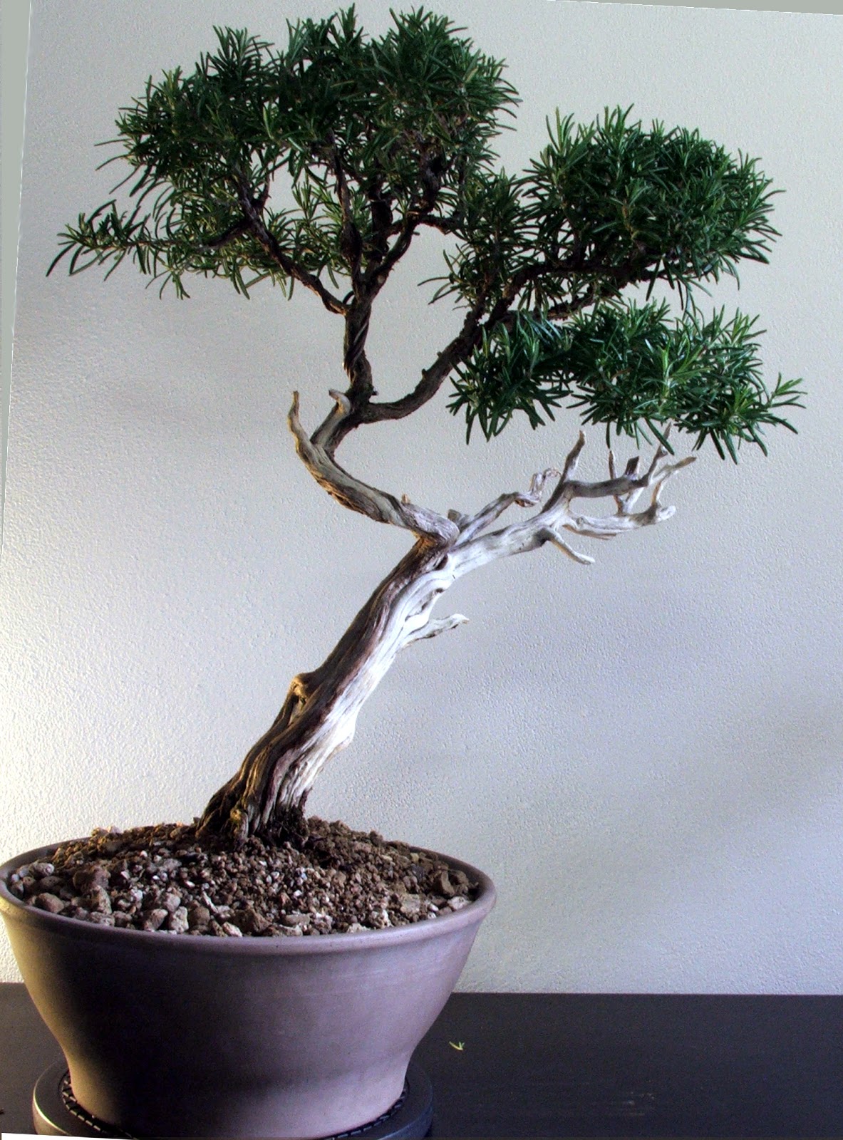 Evoluzione Bonsai Bonsai Di Rosmarino Rosmarinus Officinalis Rosemary