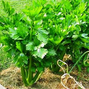 Ventus Aurorae Angin Senja Manfaat Dan Khasiat Daun Seledri Untuk