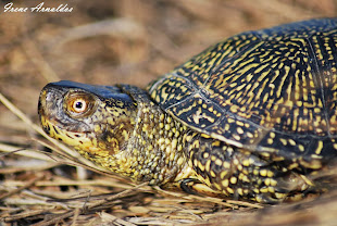 Galápago europeo (Emys orbicularis)