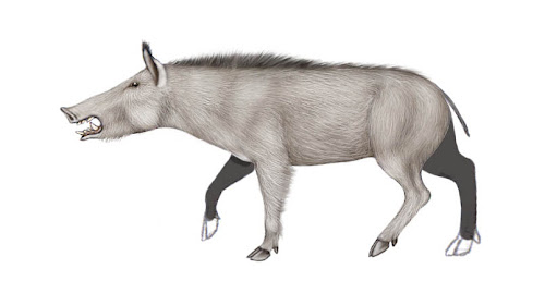 suidae fosil Conohyus