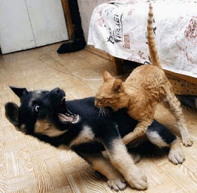 kucing-vs-anjing