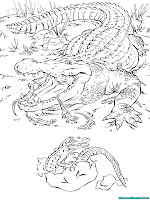 Mewarnai Gambar Induk Alligator Dan Anak Alligator
