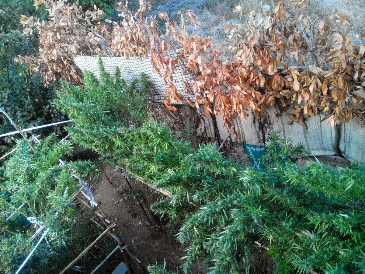 Χαλκίδα: Καλλιεργούσε 50 δενδρύλλια κάνναβης δίπλα στο σπίτι του! ΦΩΤΟΓΡΑΦΙΕΣ
