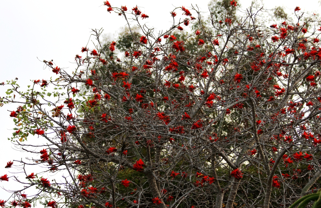 coral tree thought ripe chillis species sure looks but