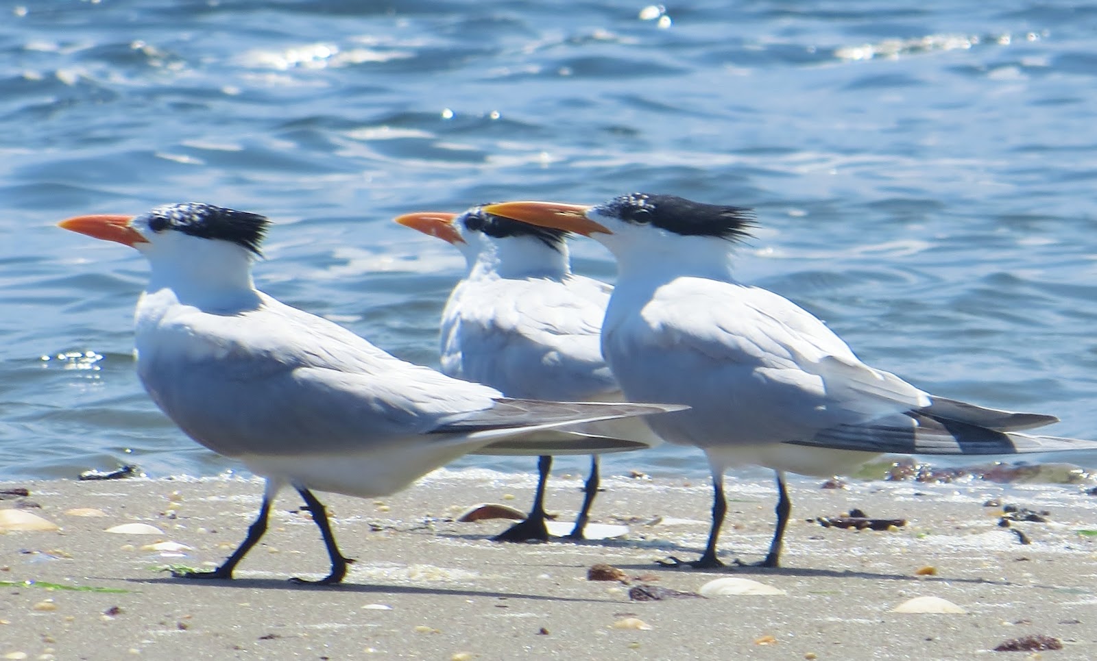 Royal Terns Visit Lower New York Bay Nature On The Edge Of New York City