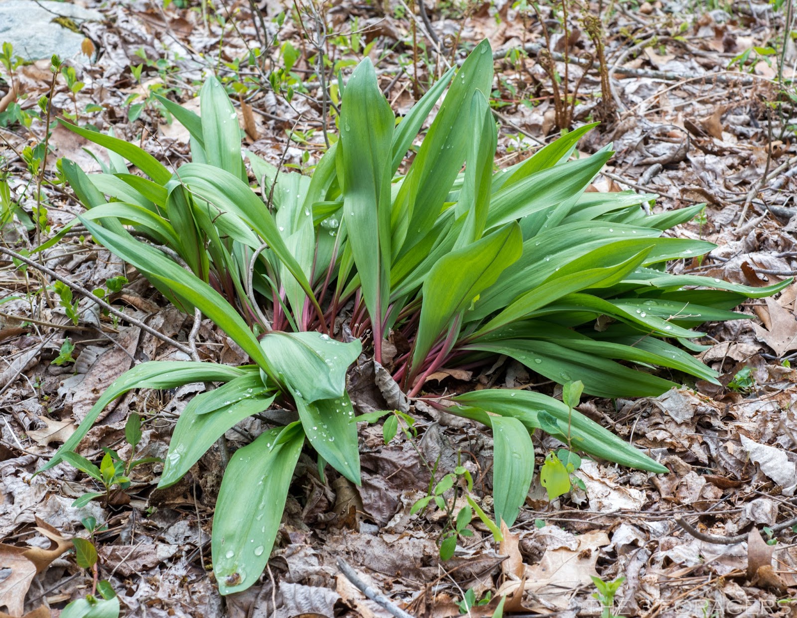The 3 Foragers Foraging for Wild, Natural, Organic Food Spring Ramps