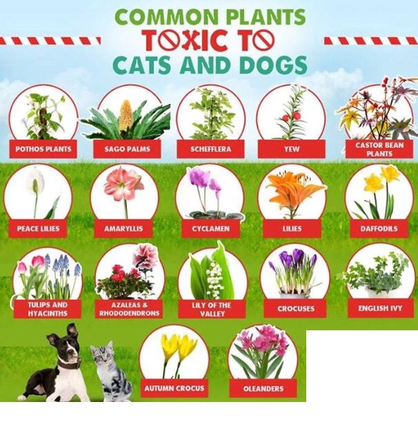 Is Cat Hair Harmful For Humans Is Cat Hair Harmful For Humans