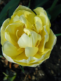 Pale yellow double tulip James Gardens Etobicoke by garden muses-not another Toronto gardening blog