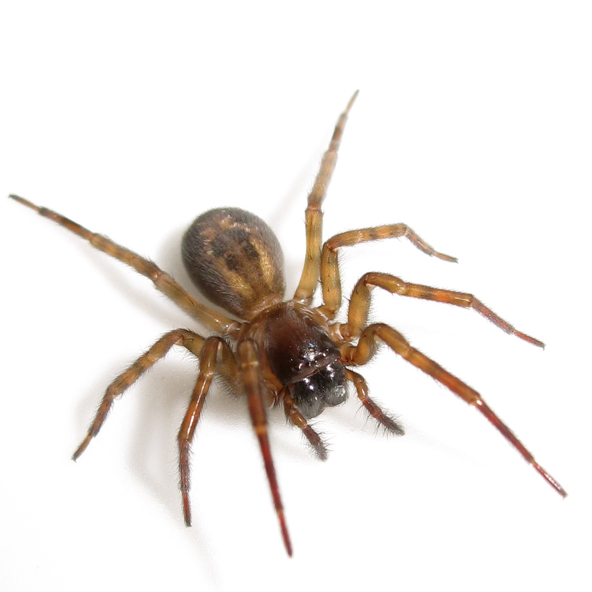 White Spiders In Kitchen White Spiders In Kitchen