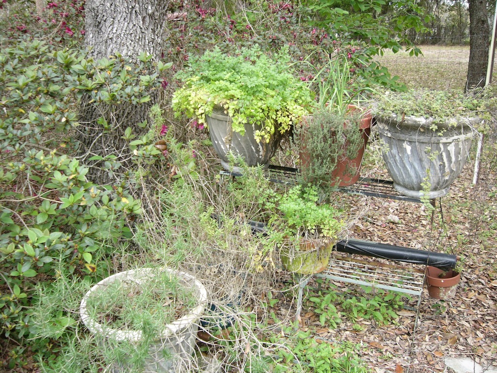 Beasley Farm of Brooksville Growing A Herb Garden