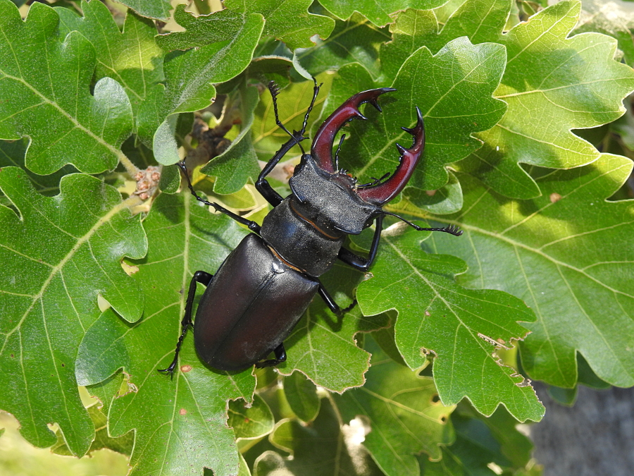 Carniolicum - Wildlife & Biodiversity in Slovenia: Summer wildlife in